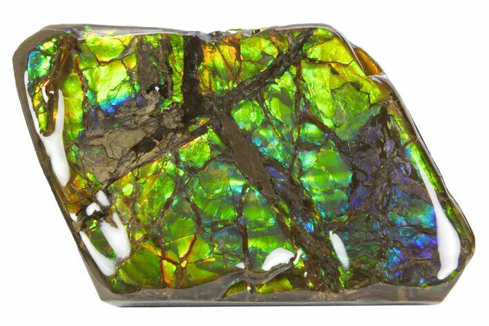 Iridescent Ammolite (Fossil Ammonite Shell) - Alberta, Canada #301640